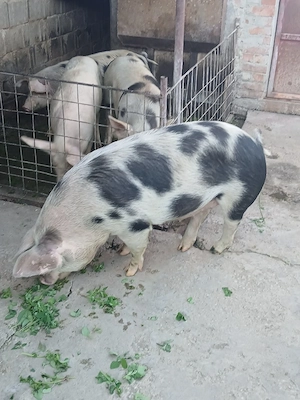 Porc de vanzare - imagine 2