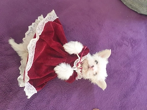 Pui Bichon Maltez Minitoy - 1300 lei negociabil