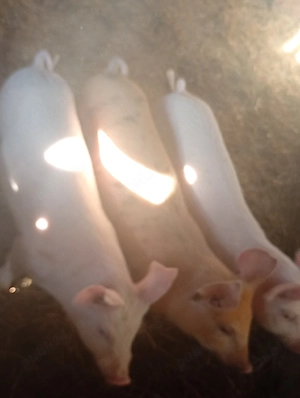 porc.      