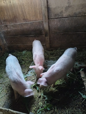 purcei, godini și porcii tineri pt sacrificat - imagine 3