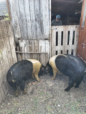 purcei, godini și porcii tineri pt sacrificat - imagine 4