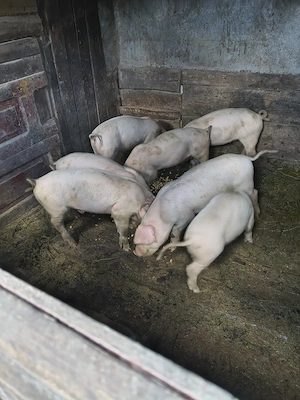 purcei, godini și porcii tineri pt sacrificat - imagine 2