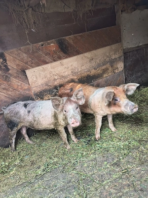 purcei, godini și porcii tineri pt sacrificat - imagine 5
