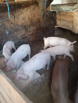 purcei de vânzare 