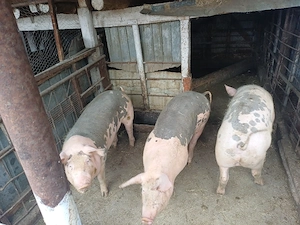 vand porci