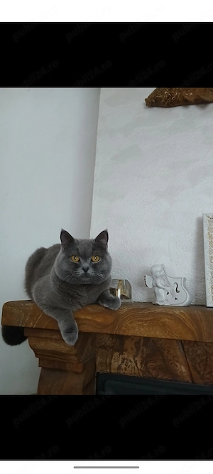 2 fetițe British shorthair blue - imagine 3