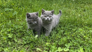 2 fetițe British shorthair blue - imagine 2