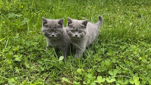 2 fetițe British shorthair blue