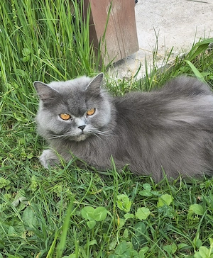 2 fetițe British shorthair blue - imagine 4