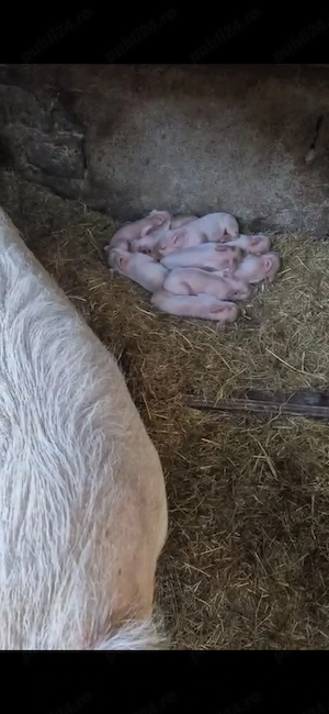 Purcei duroc cu pick 