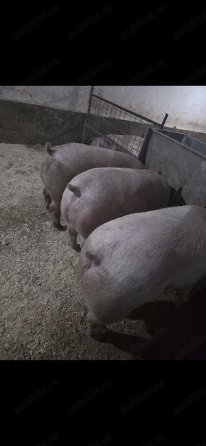 Vand porci 100-200kg - imagine 3