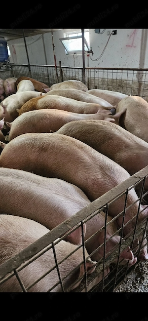 Vand porci 100-200kg - imagine 4