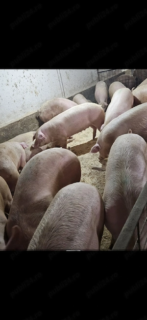 Vand porci 100-200kg - imagine 2