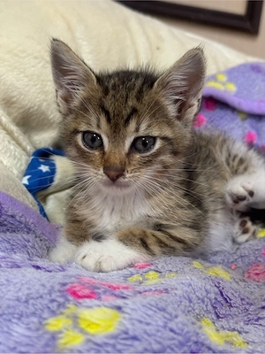 Se ofera pisici spre adopție