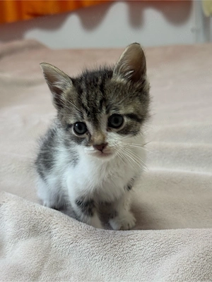 Se ofera pisici spre adopție - imagine 3