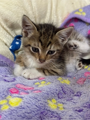 Se ofera pisici spre adopție - imagine 4