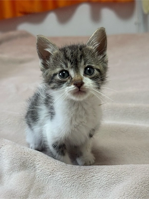 Se ofera pisici spre adopție - imagine 2