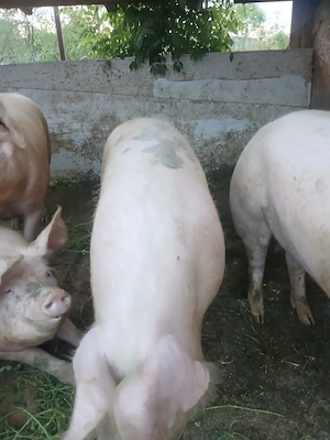 vand porci in jur la 180 kg 