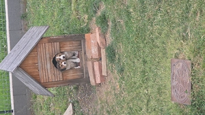 Vand pui catel beagle