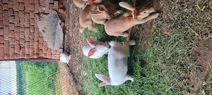 Schimb cu bibilici românești 