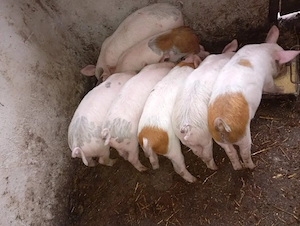Vând purcei.  Mangalița x Landrace  