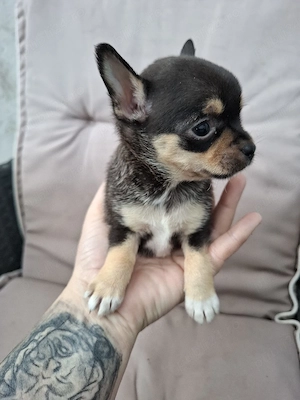 chihuahua    mascul - imagine 4