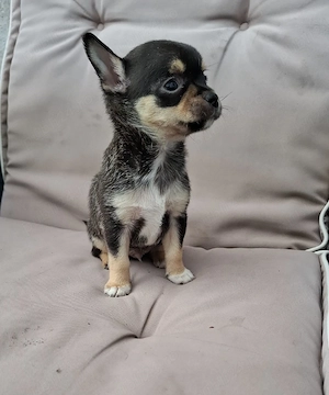 chihuahua    mascul - imagine 3