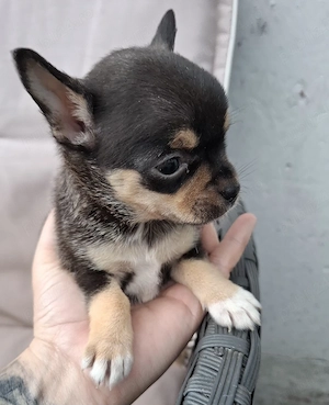chihuahua    mascul - imagine 2