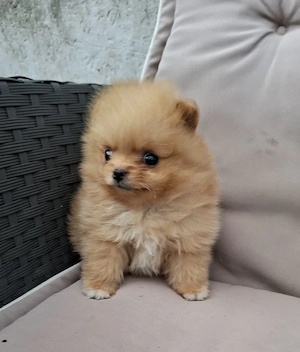 pomeranian mini toy femela - imagine 2
