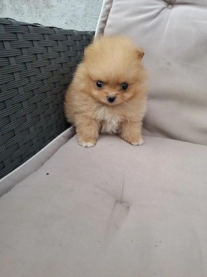 pomeranian mini toy femela - imagine 3