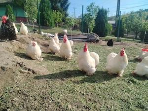 Cocos Cochinchina pitic alb 