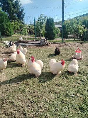 Cocos Cochinchina pitic alb  - imagine 2