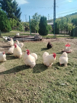 Cocos Cochinchina pitic alb  - imagine 4