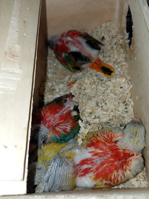 papagali neophema 