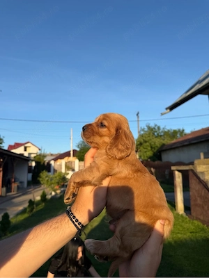 Catelusi Cooker spaniel - imagine 2