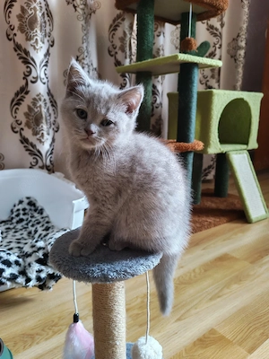Pui british shorthair 