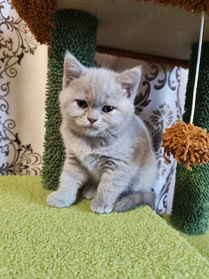 Pui british shorthair  - imagine 3