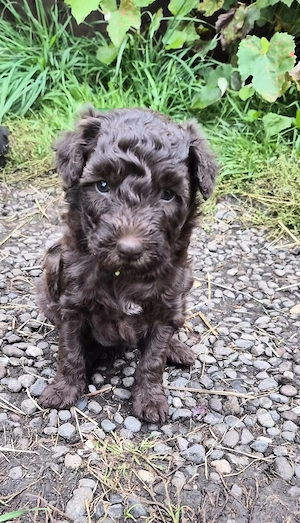 Disponibil Pumi Unguresc