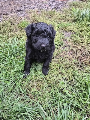 Disponibil Pumi Unguresc
