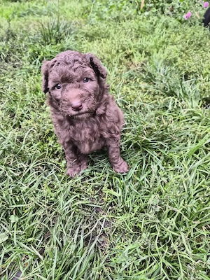 Disponibil Pumi Unguresc - imagine 2