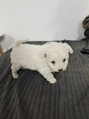 bichon maltez ,rasa pura ,detin ambii parinti