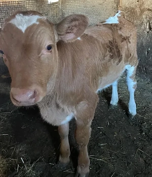 Vând vițică femelă în vârstă de 2 luni și jumătate, crescută foarte bine, sănătoasă și îngrijită. Ar