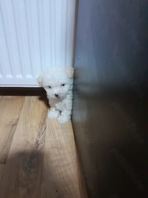 Catelusa,dragalasa,iubitoare și jucăușă!