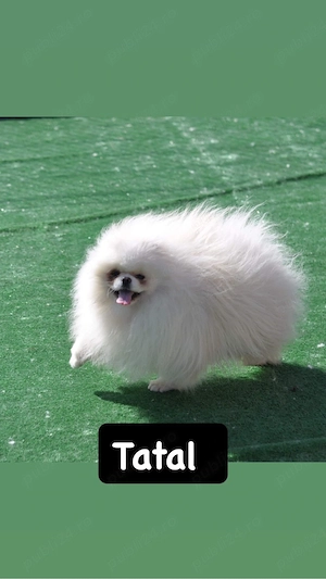 Femela Pomeranian Toy 6 luni Pedigree Fci Alb imaculat 1,2 kg - imagine 2