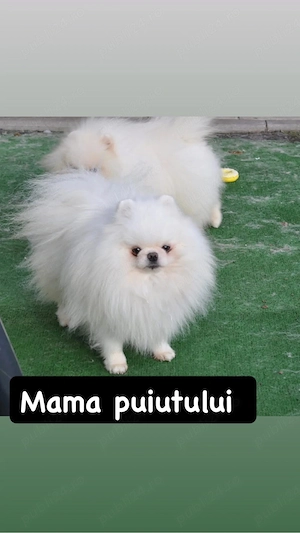 Femela Pomeranian Toy 6 luni Pedigree Fci Alb imaculat 1,2 kg - imagine 3