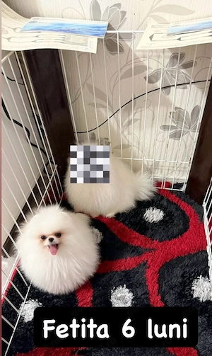 Femela Pomeranian Toy 6 luni Pedigree Fci Alb imaculat 1,2 kg