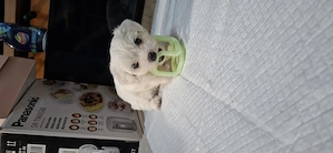 Bichon mini toy cauta casuta - imagine 2