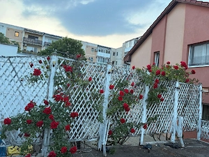 Caut persoană pentru îngrijire vârstnici 
