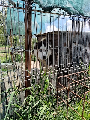 Vând câine mascul husky siberian di 1an și 8.luni