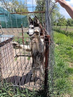 Vând câine mascul husky siberian di 1an și 8.luni - imagine 2
